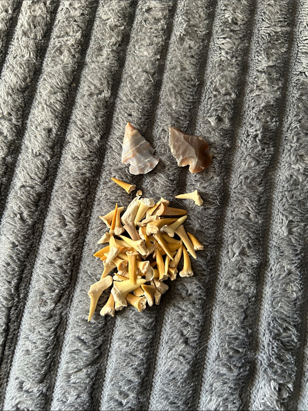 Two arrow heads along with assorted shark teeth and sting ray teeth.